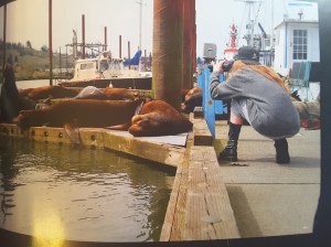 This was me, photographing Columbia river sea lions in an effort to save their lives. 