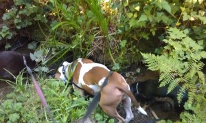 My dogs, sniffing around a stream up at the arboretum. 