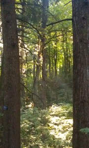 The Hoyt arboretum in the west hills above Portland. 
